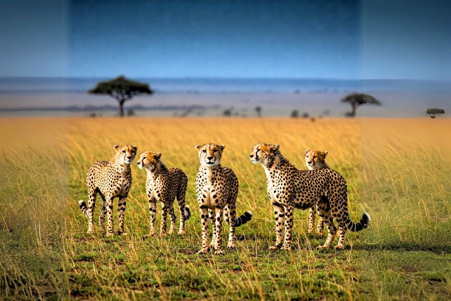 The Tano Bora Cheetah Coalition